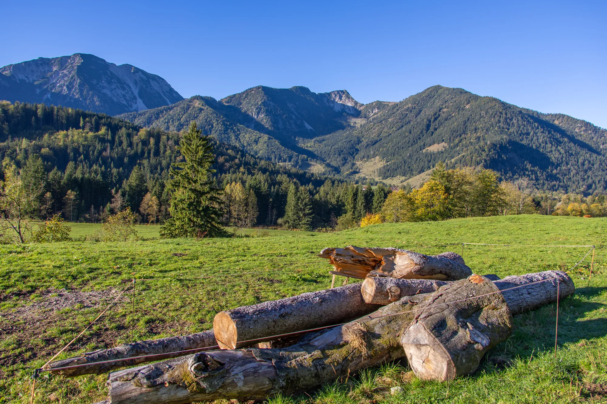 Gestapelte Baumstämme auf einer Wiese vor bewaldeten Bergen