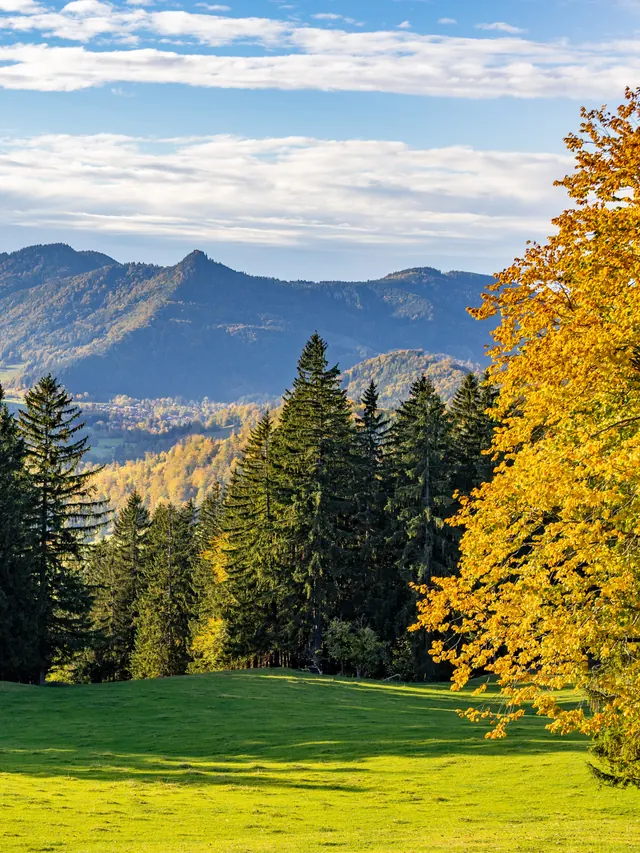 Herbstlich gefärbter Baum neben Nadelwald mit Bergkette im Hintergrund