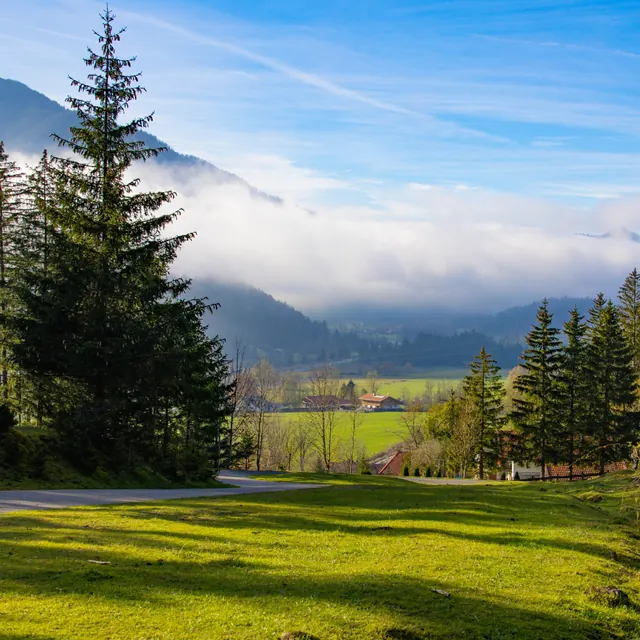 Nebel über Tal zwischen Bergen, Nadelbäume und Wiese im Vordergrund