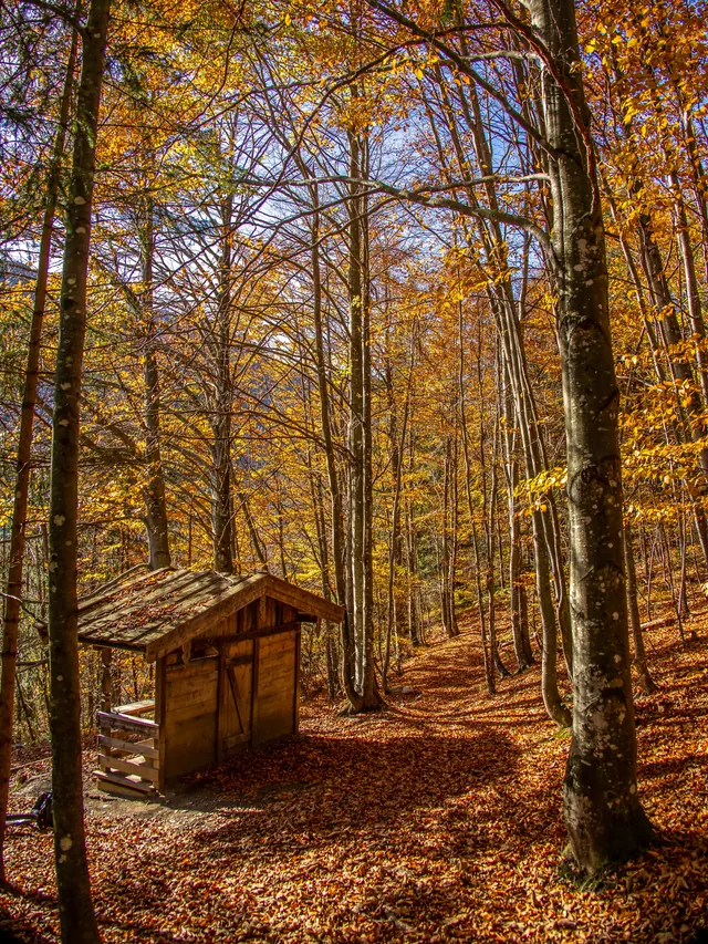 Holzhütte am Waldweg im herbstlichen Buchenwald mit gelbem Laub