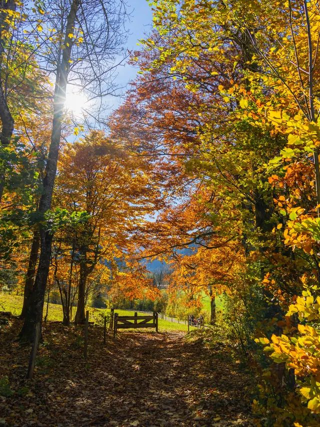 Herbstlich gefärbte Allee mit Sonnenlicht zwischen den Bäumen