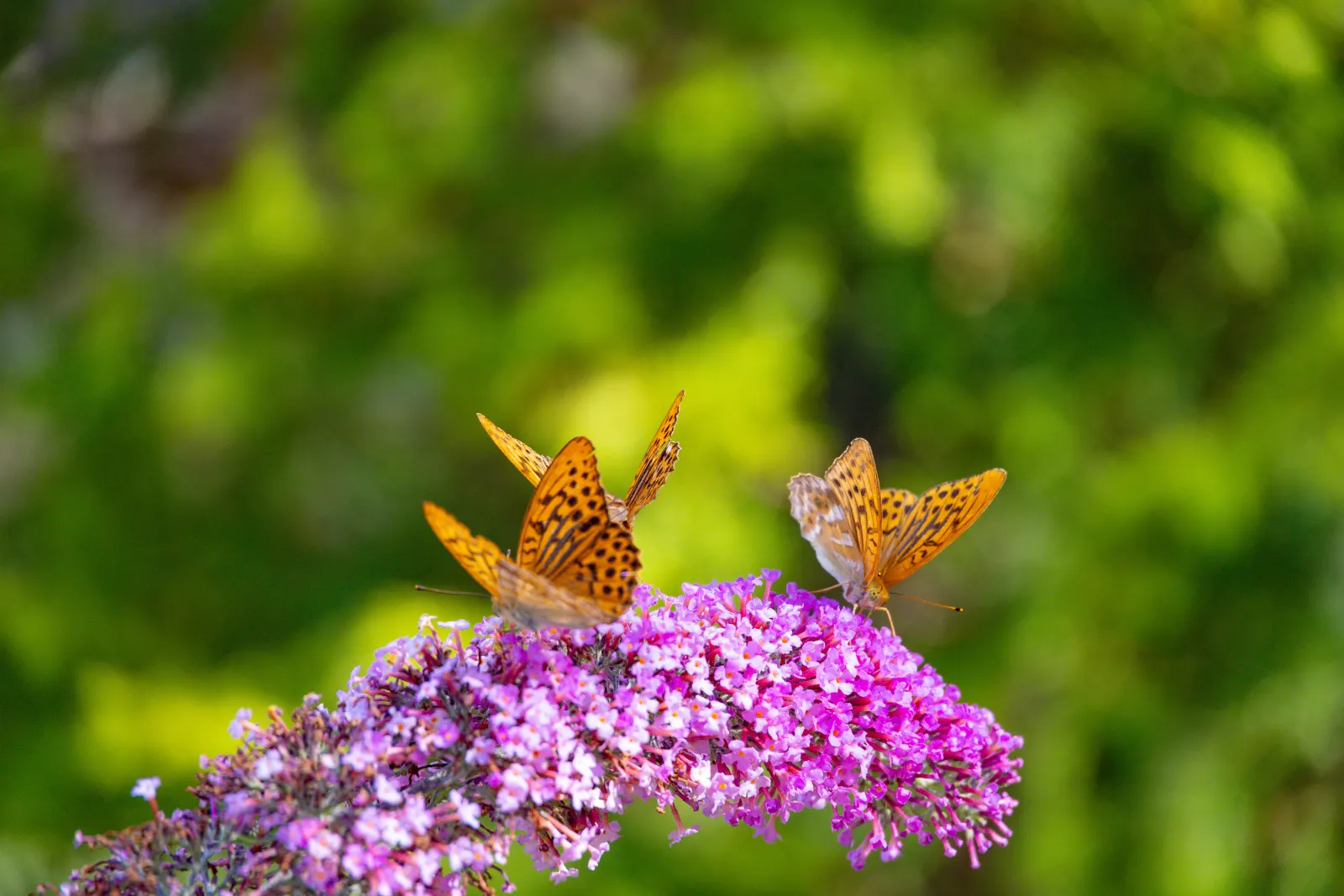 Butterfly at the mini golf course