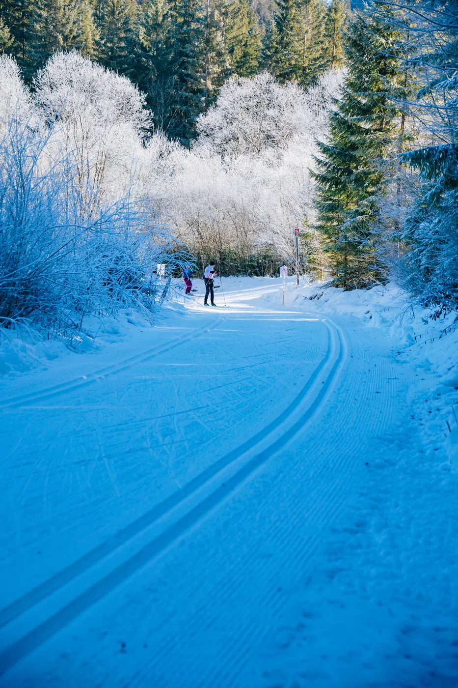 Loipe durch den Winterwald